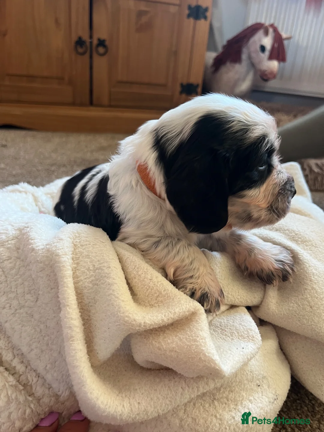 Sprocker dogs for sale: Sprocker puppies  in Ossett - Advert 6