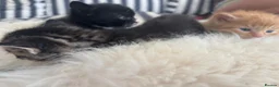 Mixed Breed cats for sale: Tuxedo black & white kitten  - Advert 5