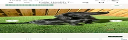 Cocker Spaniel dogs for sale: Working cocker spaniel  - Advert 10