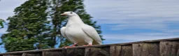 Pigeons birds for sale: White tumbler pigeons  - Advert 1