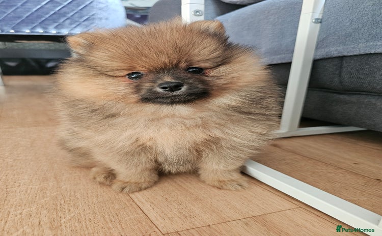 Pomeranian dogs - Advert 2