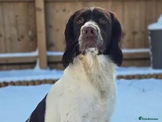 English Springer Spaniel dogs English Springer Spaniel at Stud - Advert 11