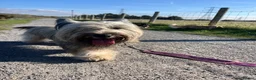 Skye Terrier dogs for sale: KC Reg Skye Terrier Cream puppies  - Advert 19