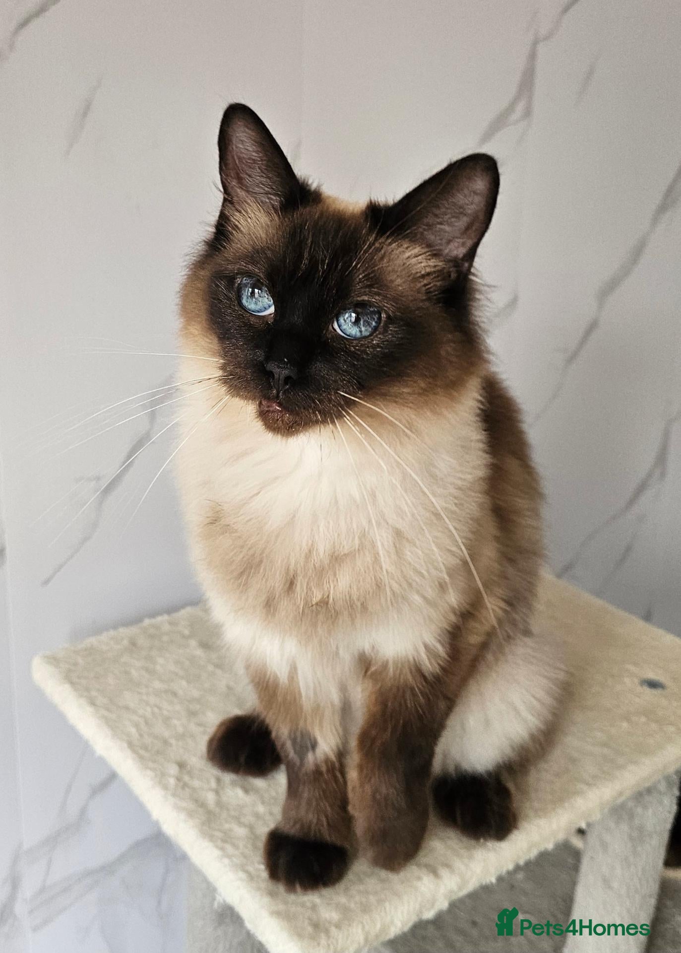 Ragdoll cats SPAYED FEMALE GCCF REGISTERED  - Advert 1