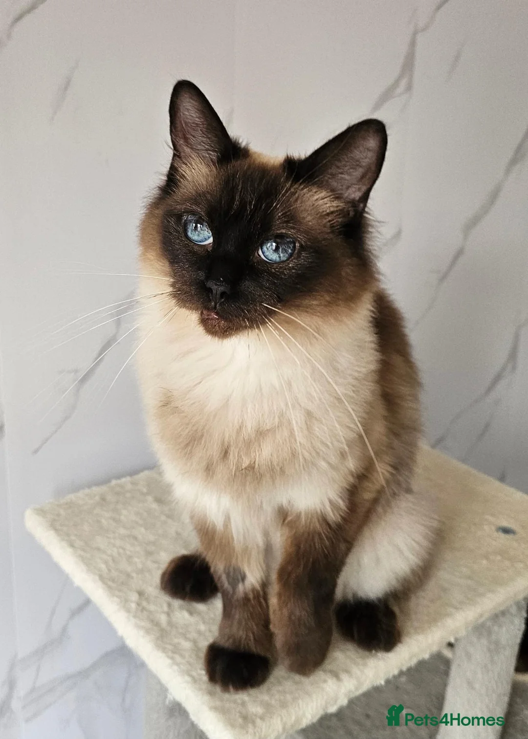 Ragdoll cats for sale: SPAYED FEMALE GCCF REGISTERED  - Advert 1