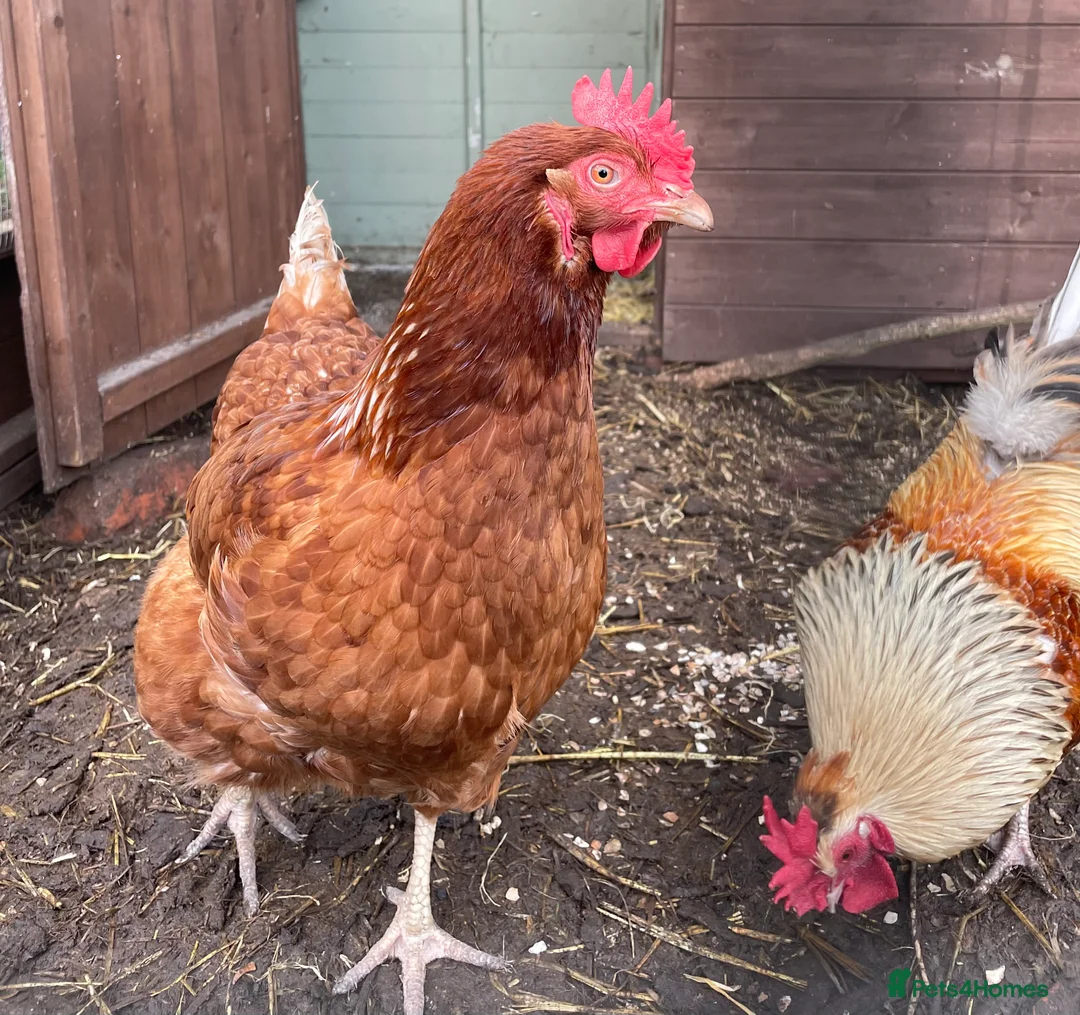 Chickens poultry for sale: 6x Chicken Hatching eggs  in Uttoxeter - Advert 2