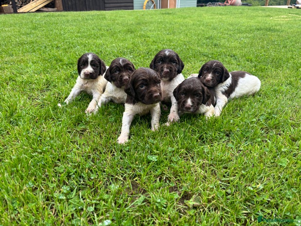 English Springer Spaniel dogs - Advert 4