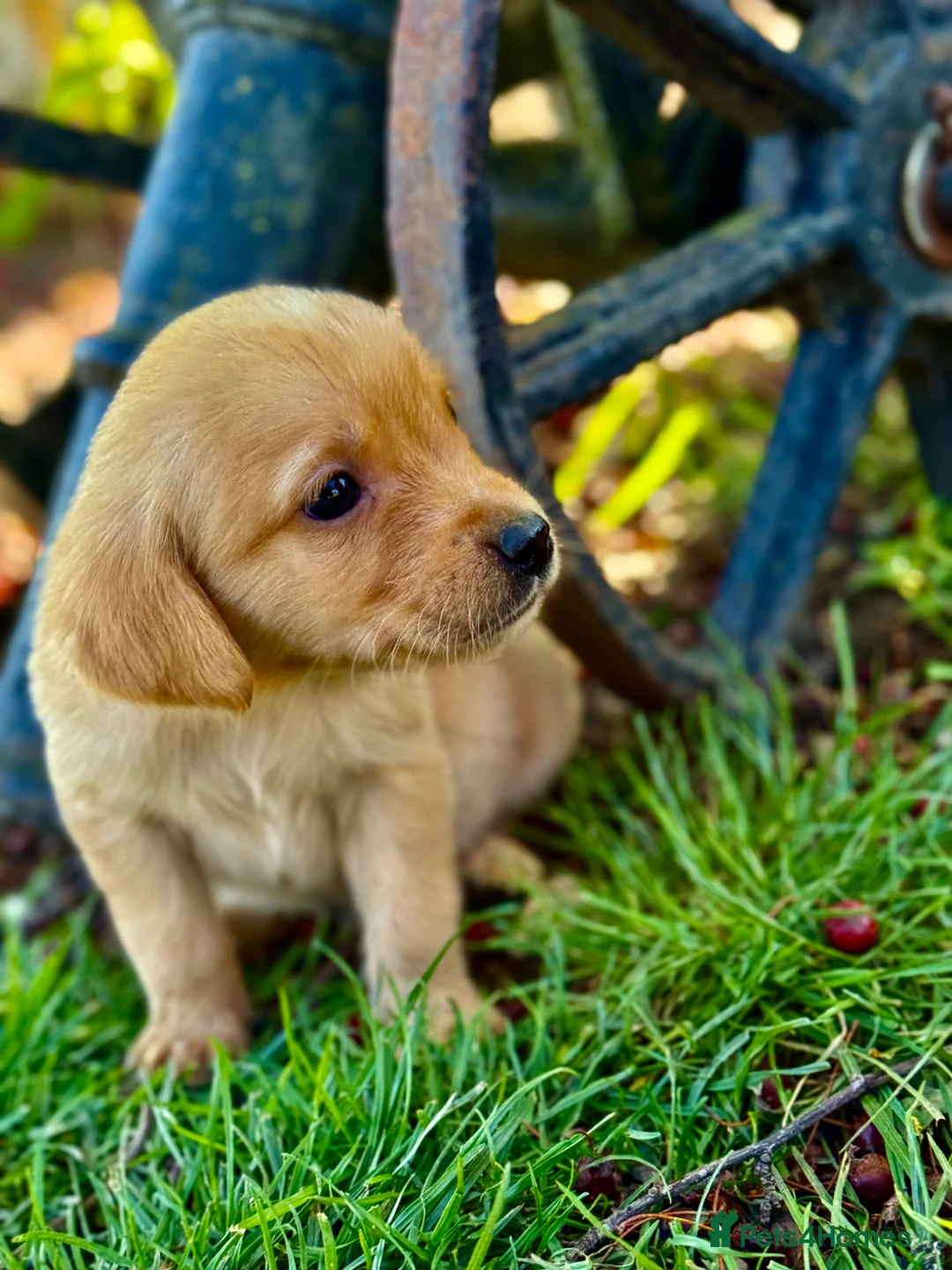 Labrador Retriever dogs for sale: Beautiful Deep Red KC Reg Labradors 5* Breeder - Advert 2