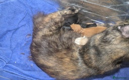 Mixed Breed cats for sale: Adorable short haired kittens - Image 5