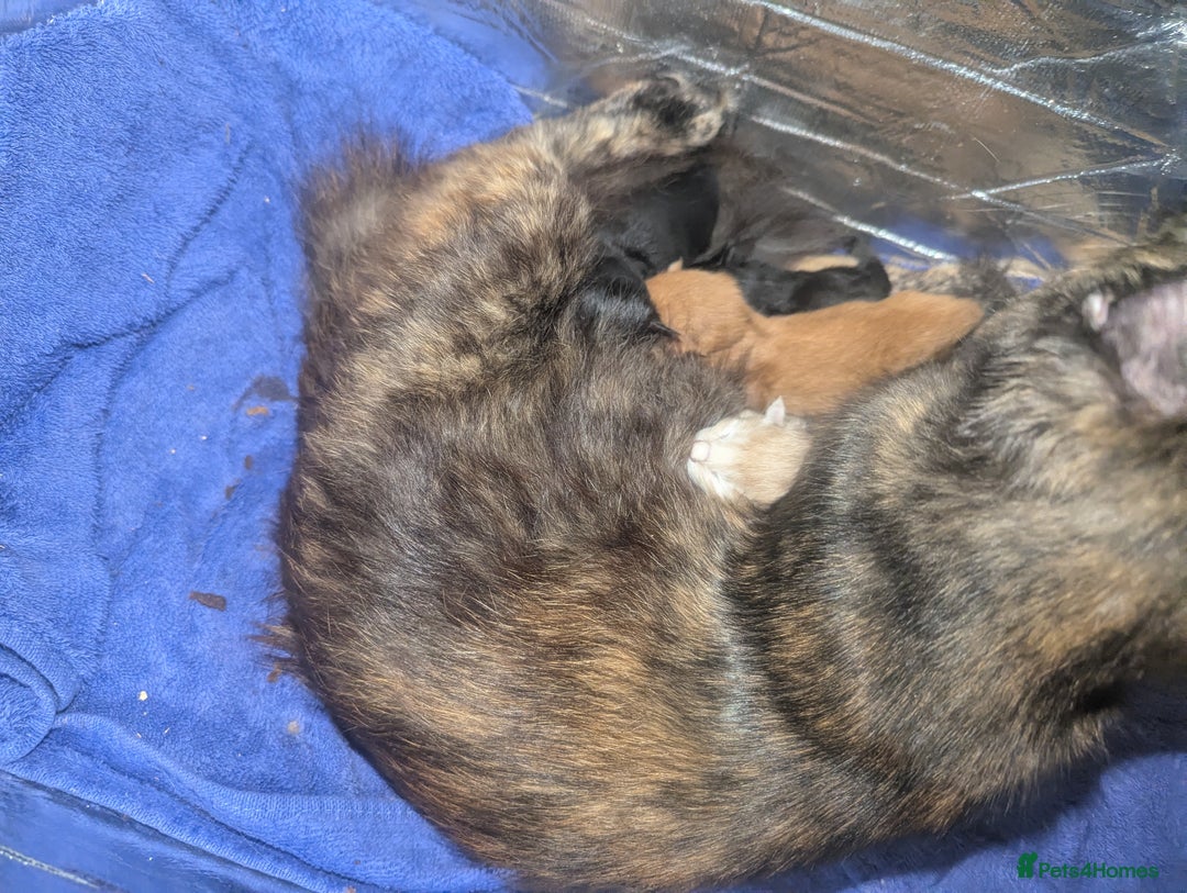 Mixed Breed cats for sale: Adorable short haired kittens - Image 5