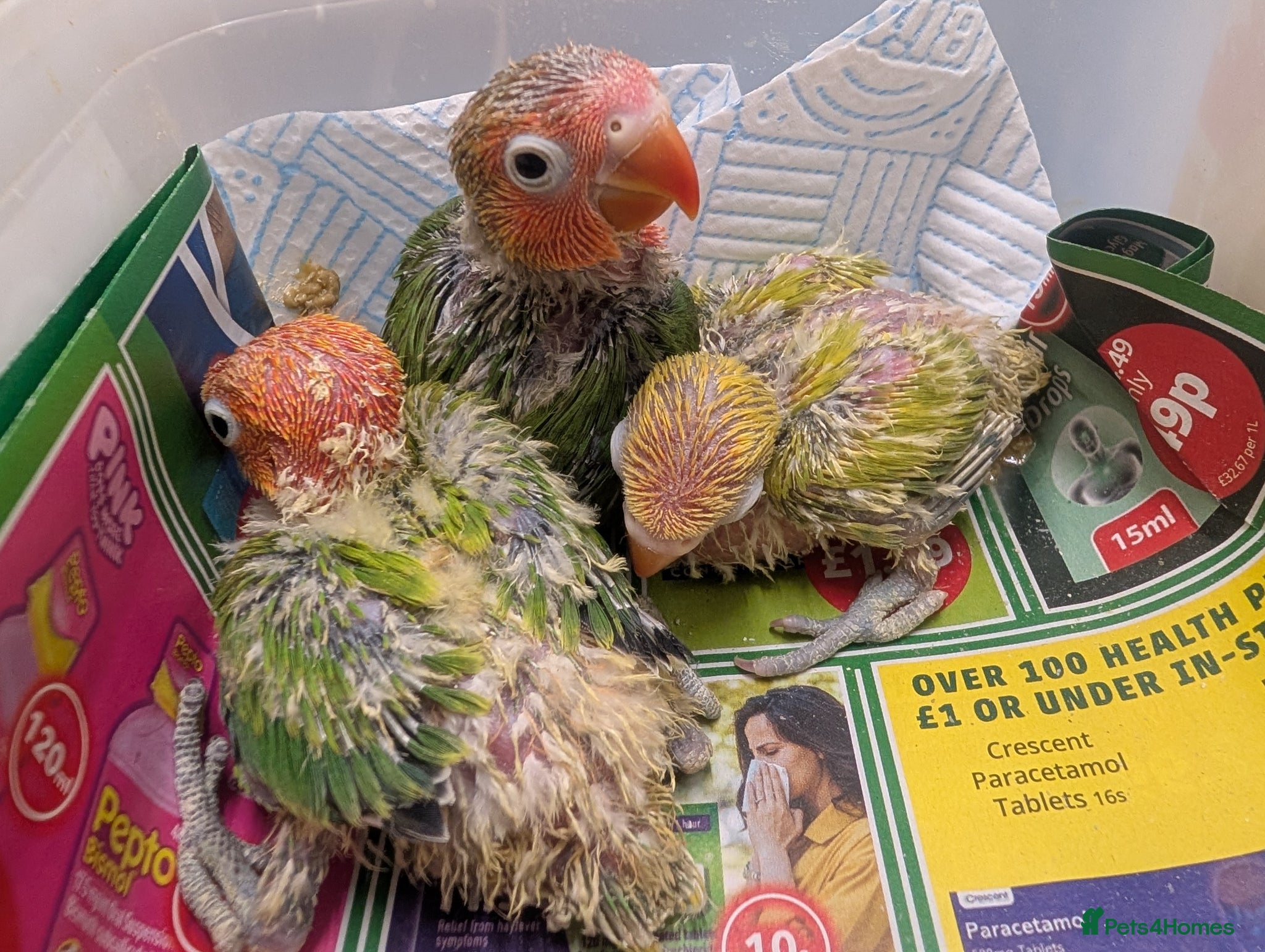 Lovebirds birds ALL COLOUR LOVE BIRDS - Advert 2