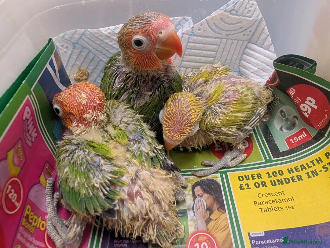 Lovebirds birds for sale: ALL COLOUR LOVE BIRDS in Cardiff - Advert 2