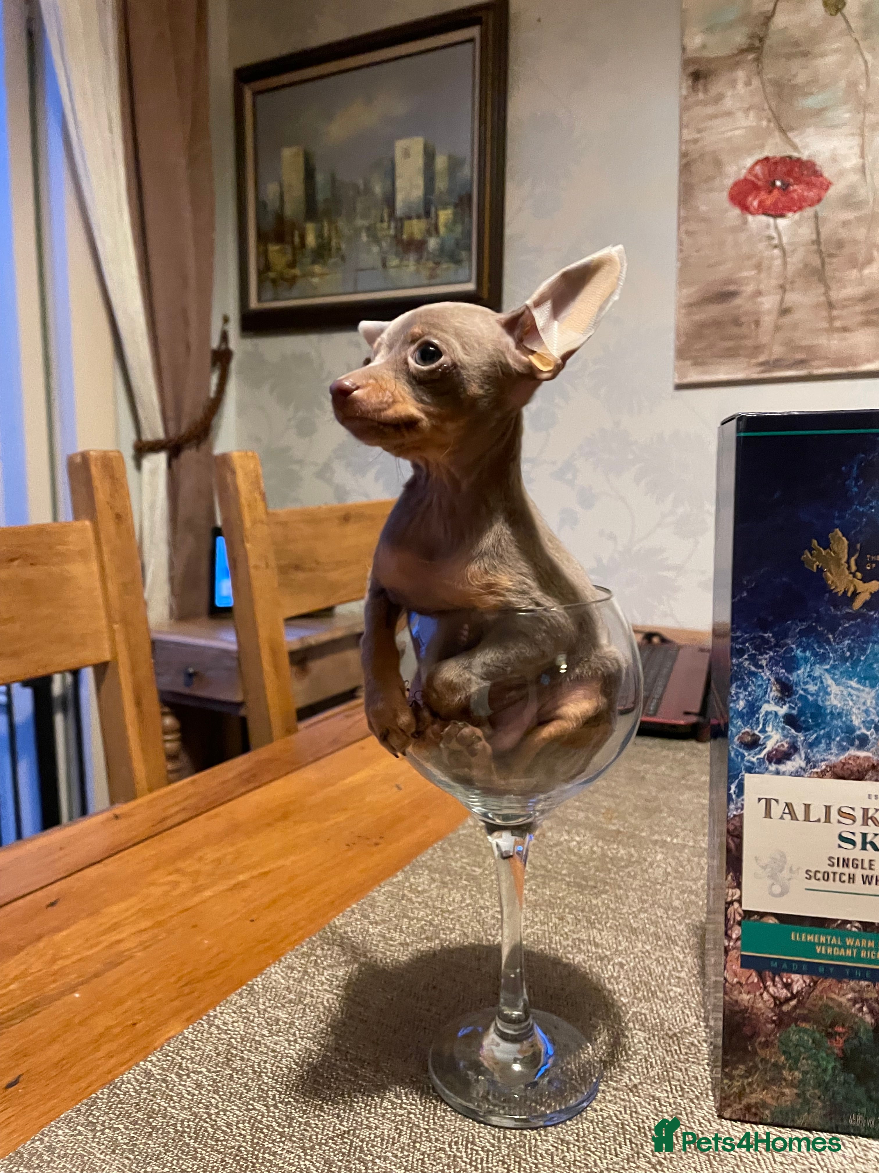 Russian Toy Terrier dogs Cutest little friend for life  - Advert 1