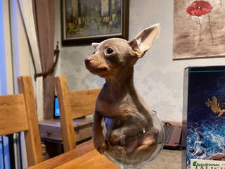 Russian Toy Terrier dogs Cutest little friend for life - Advert 5