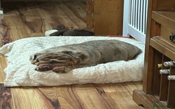 English Bulldog dogs for sale: English bulldog - Image 3