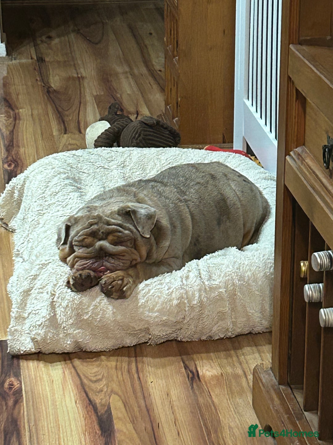 English Bulldog dogs for sale: English bulldog - Image 3