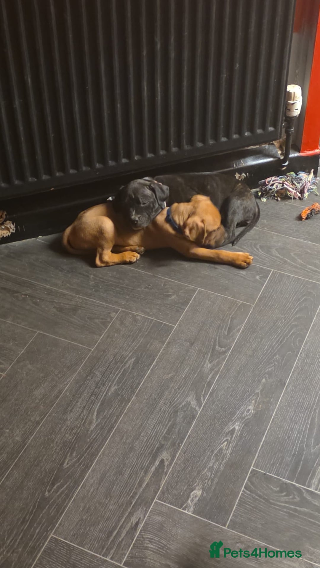 Staffordshire Bull Terrier dogs for sale: 8 week old Female staffy for sale  - Advert 6