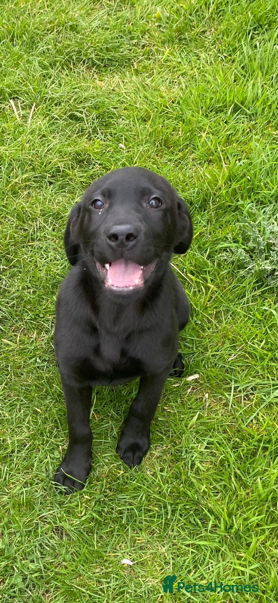 Labrador Retriever dogs KC Reg well bred Male puppies - Advert 2