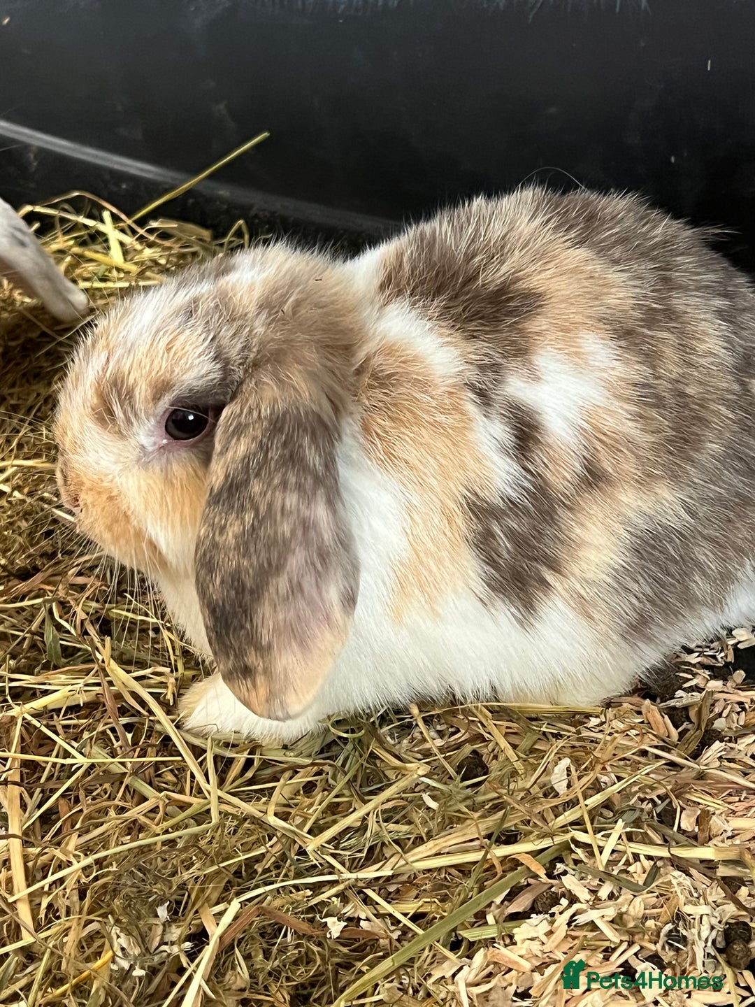 Mini Lop rabbits for sale: Mini Lop Baby Boys - Image 13