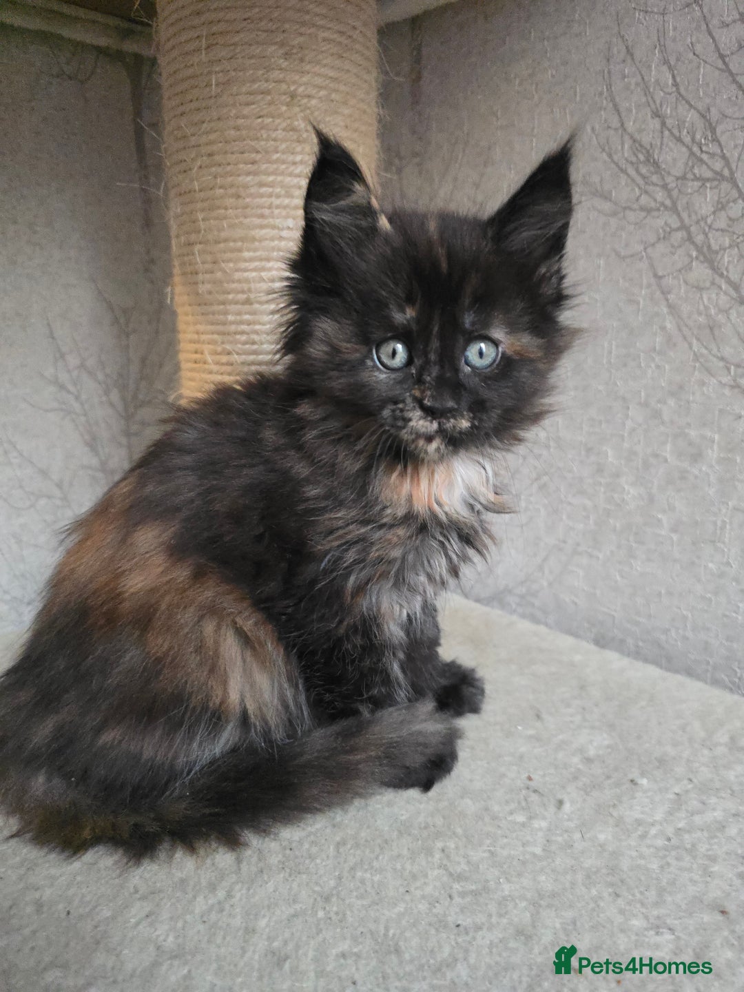 Maine Coon cats for sale: Amazing Large Purebred Maine Coon Kittens - Advert 15