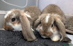 French Lop rabbits for sale: Beautiful Purebred French Lops For Sale - Image 16