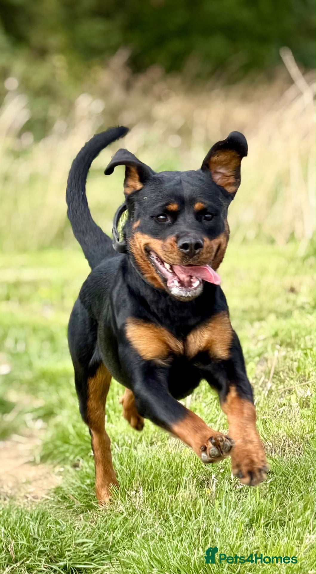 Rottweiler dogs Athena sweet girl Looking for Loving Home - Advert 4