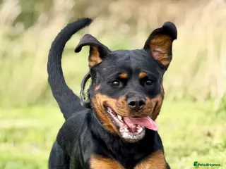 Rottweiler dogs Athena sweet girl Looking for Loving Home - Advert 8
