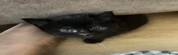 Domestic Shorthair cats for sale: 4 black 1 tabby  - Advert 7