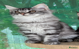 Maine Coon cats for sale: Top quality Maine coon kittens - Image 1