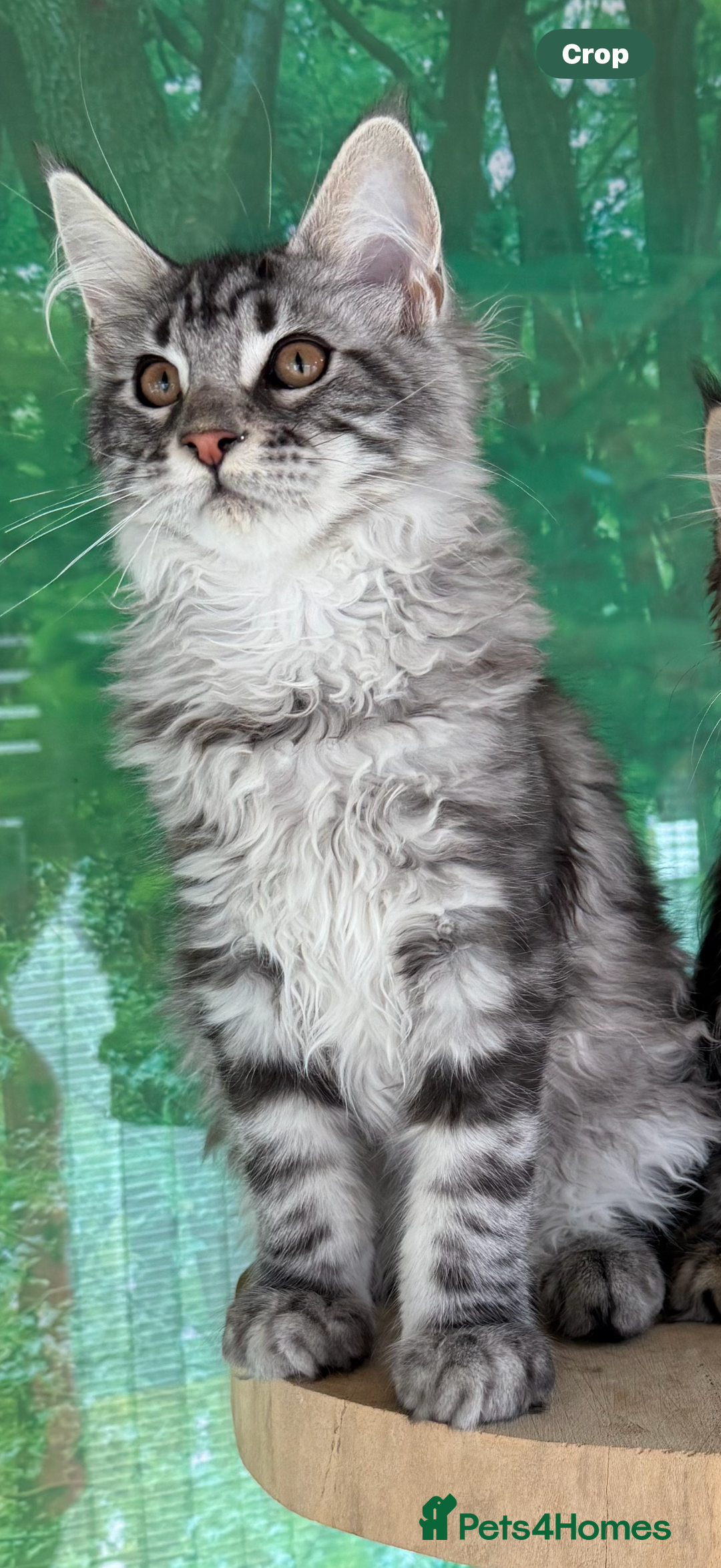 Maine Coon cats for sale: Top quality Maine coon kittens - Image 1