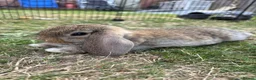 Mini Lop rabbits for sale: Beautiful Mini Lop  - Advert 1