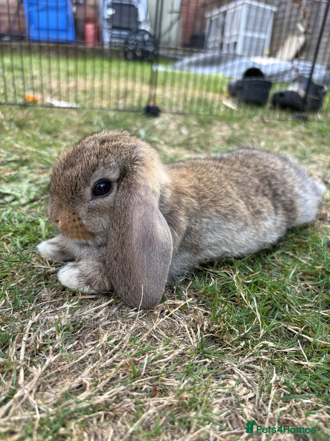 Mini Lop rabbits for sale: Beautiful Mini Lop  - Advert 1