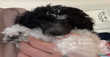 Toy Poodle dogs - Advert 6