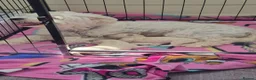 Maltipoo dogs for sale: One female puppy - Advert 8