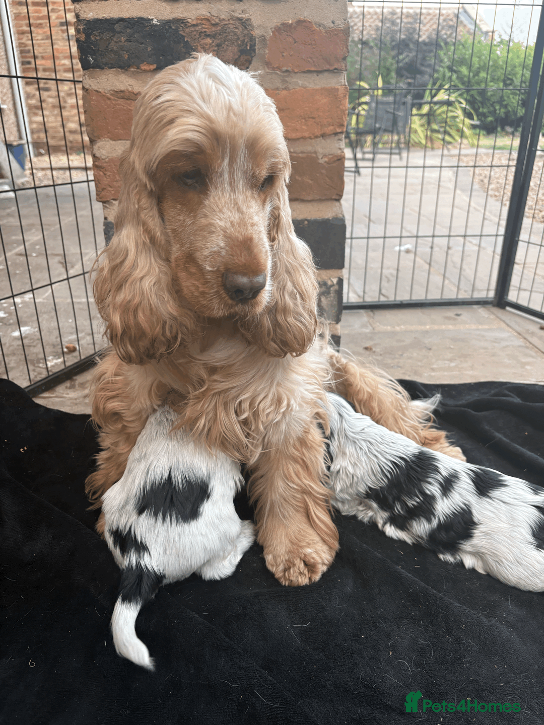 Cocker Spaniel dogs for sale: Show Type- from Proven Lines  - Advert 2