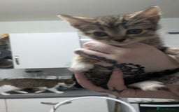 British Shorthair cats for sale: BEAUTIFUL TABBY KITTENS FOR SALE  - Advert 24