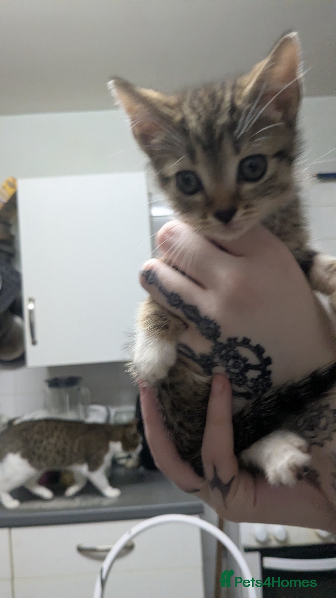 British Shorthair cats for sale: BEAUTIFUL TABBY KITTENS FOR SALE  - Advert 24