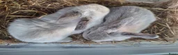 Mini Lop rabbits for sale: 6x Pure breed mini lop baby rabbits - Advert 19