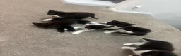 British Shorthair cats for sale: Beautiful black and white kittens ready - Advert 12