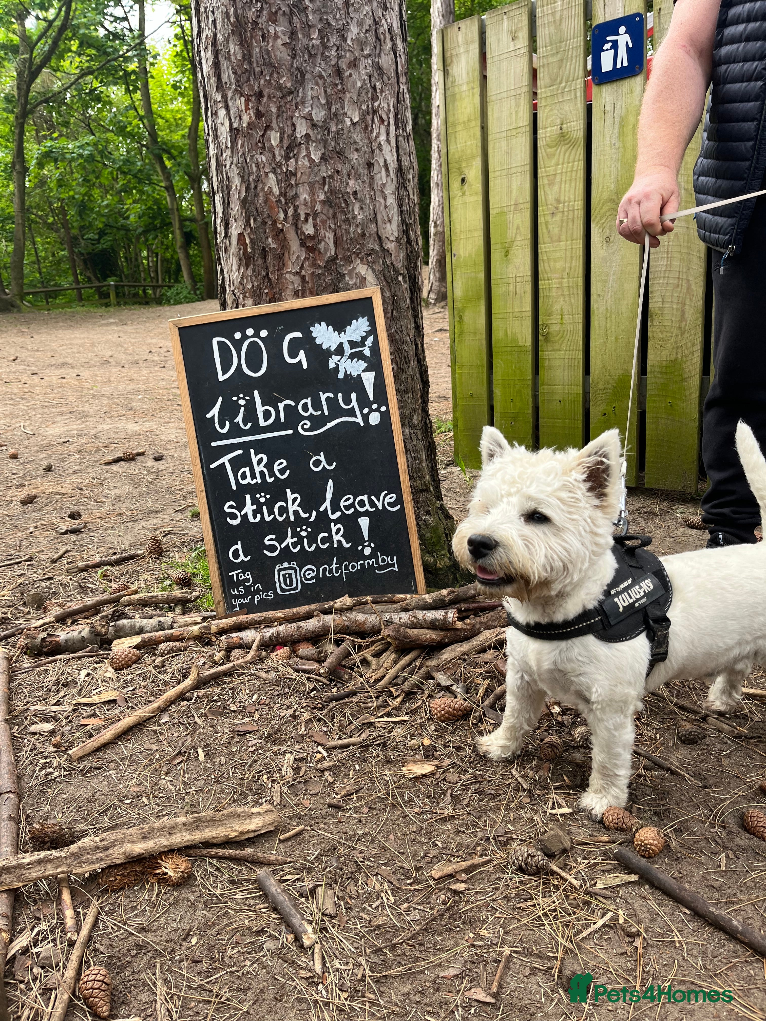 West Highland Terrier dogs KC West Highland Terrier for Stud (Alistair) - Advert 5