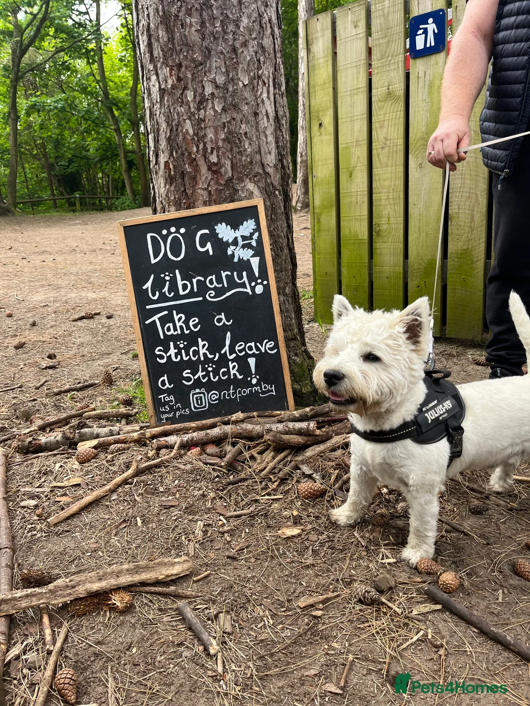 West Highland Terrier dogs for stud: KC West Highland Terrier for Stud (Alistair) - Advert 1