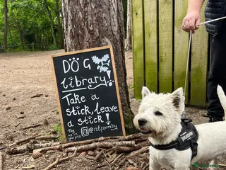 West Highland Terrier dogs KC West Highland Terrier for Stud (Alistair) - Advert 5