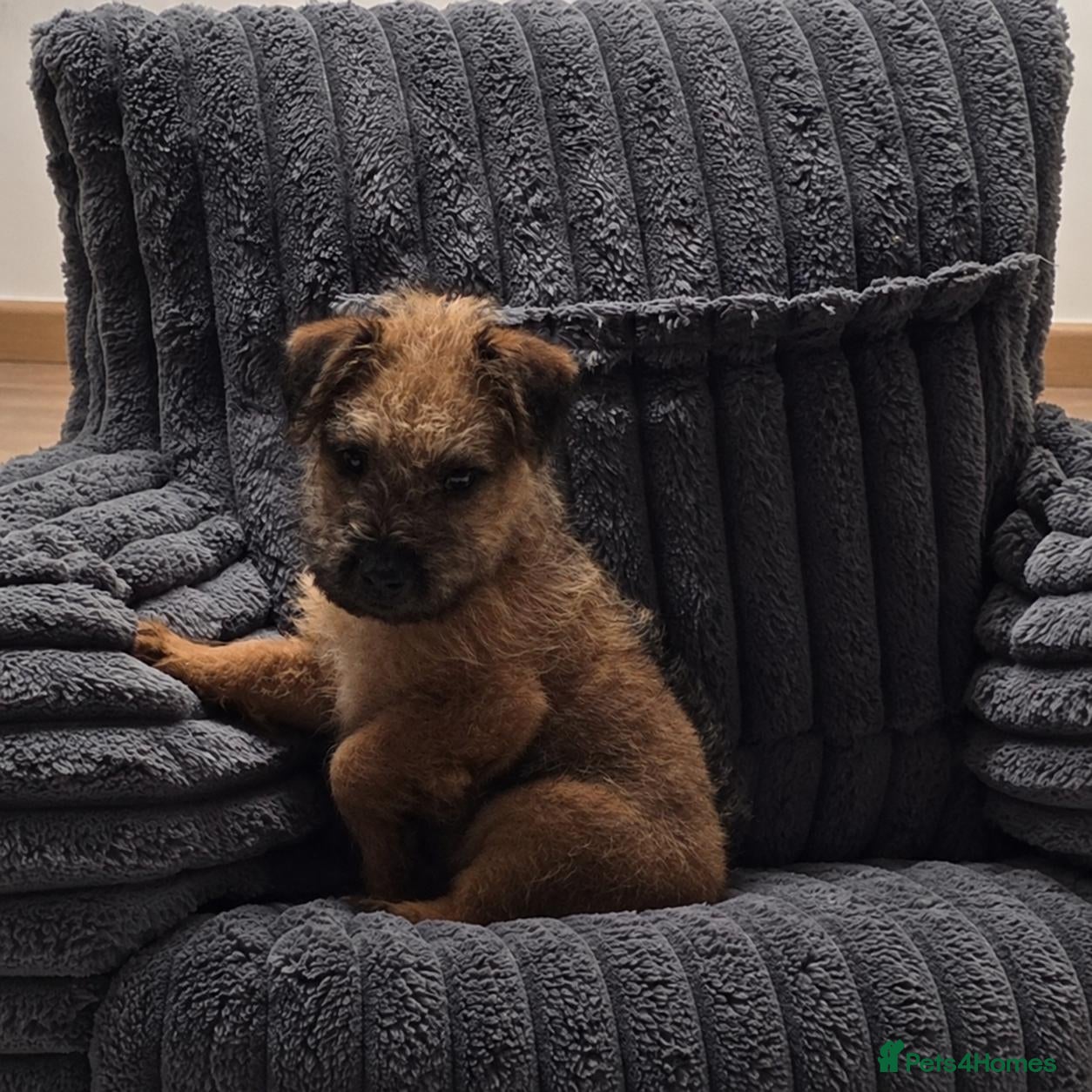 Mixed Breed dogs Stunning Lakeland x Patterdale pups - Advert 1