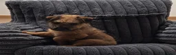 Mixed Breed dogs for sale: Stunning Lakeland x Patterdale pups - Advert 4