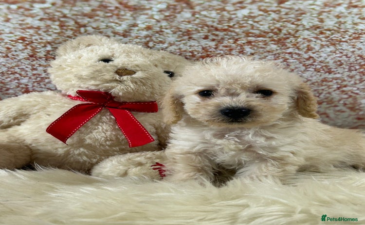 Schnoodle dogs - Advert 1