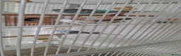 Budgerigars birds for sale: 4 Breeding pair of budgies and chicks in London - Advert 15