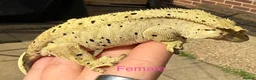 Gecko reptiles for sale: Stunning geckos  - Advert 4