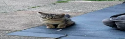 Mixed Breed cats for sale: 3 kittens looking for good home  in Wrexham - Advert 4