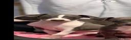 Italian Greyhound dogs for sale: Italian Greyhound Puppies - Advert 20