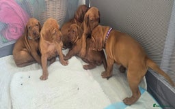 Hungarian Vizsla dogs for sale: Adorable vizsla puppies, exceptional pedigree - Image 29